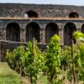 Festa del Vino a Pompei: torna la vendemmia nell’area archeologica