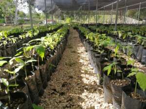 Foresta degli Ambassador, un vivaio Treedom in Guatemala